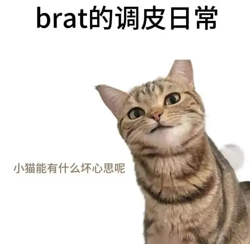 【西檬之家】字母圈Sub是什么意思？新人必懂的核心身份解析